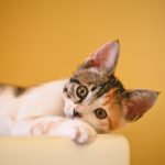 pet friendly restaurants baguio city