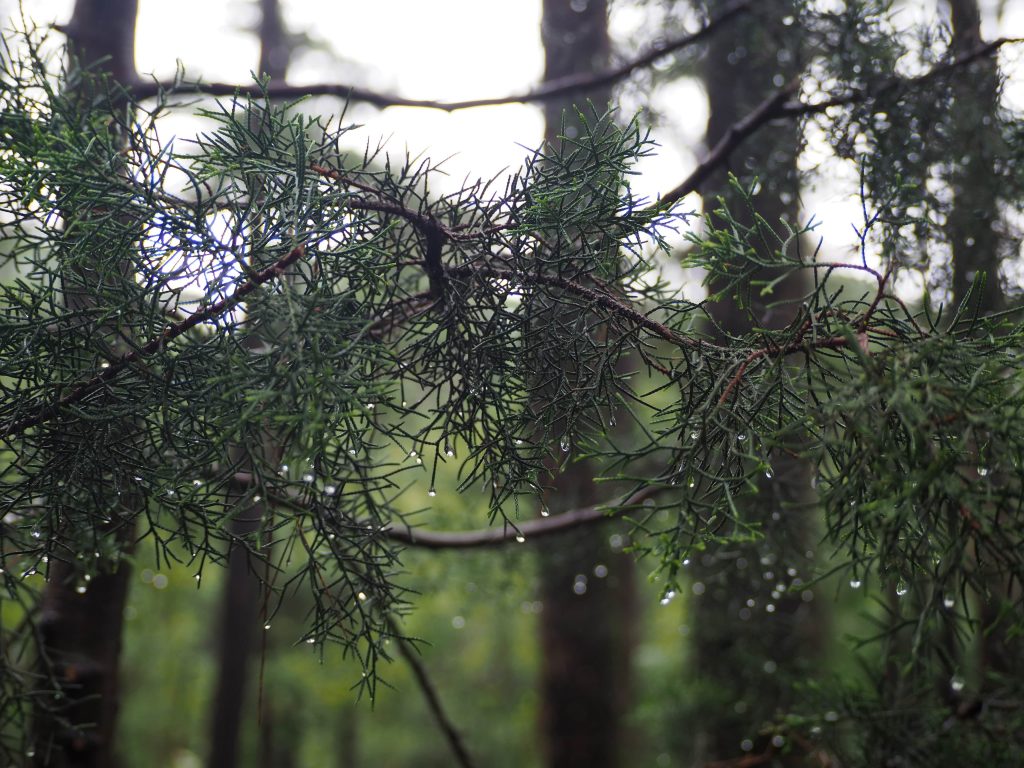 Pine trees