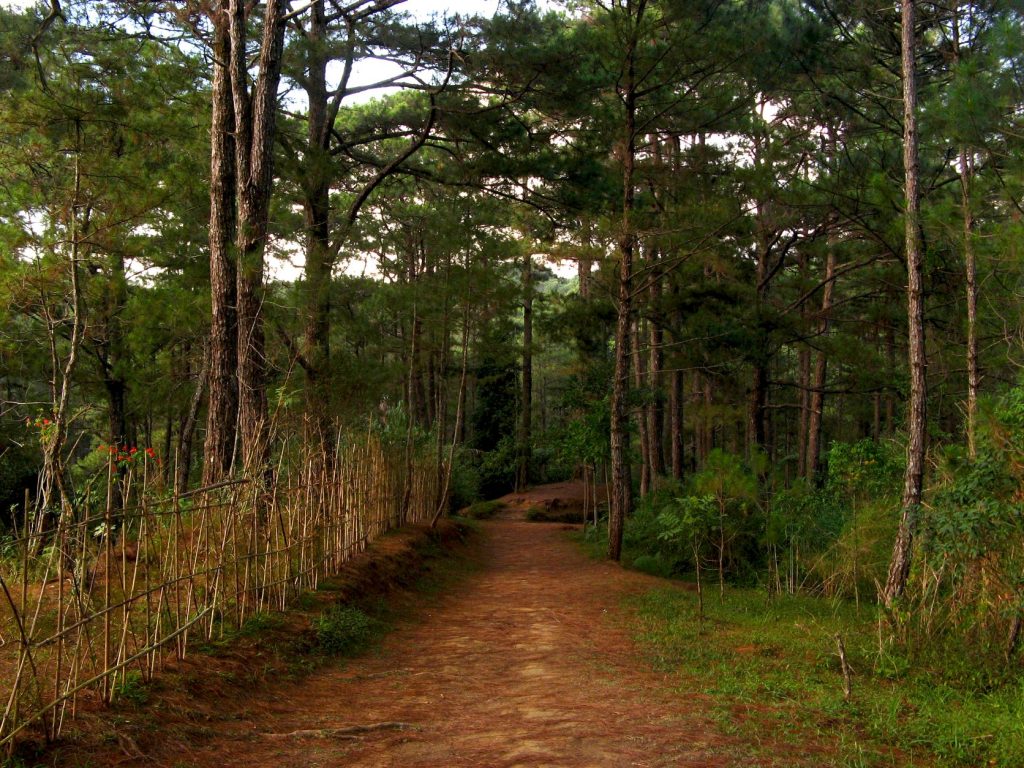 a pathway in the mountain